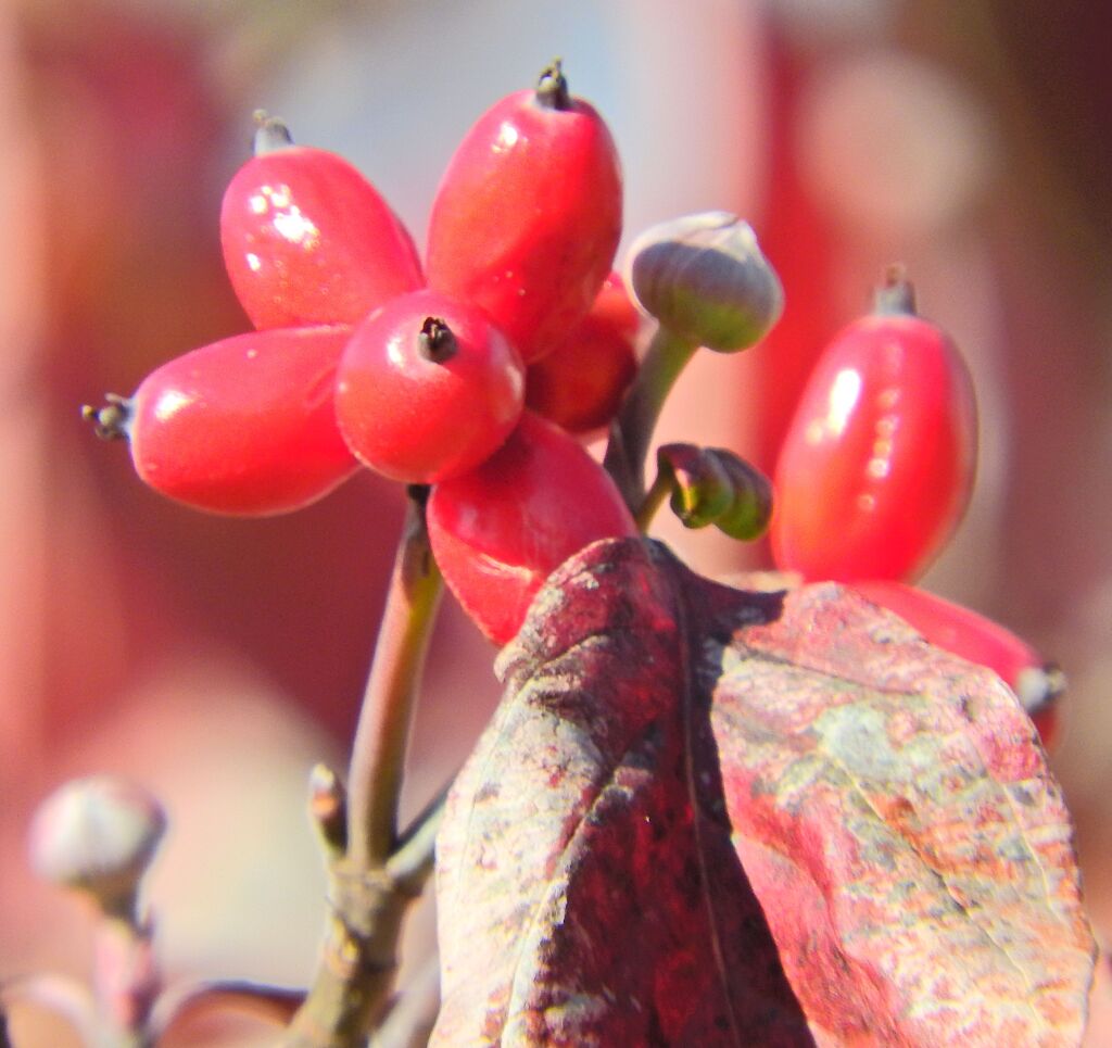 花水木　実　３