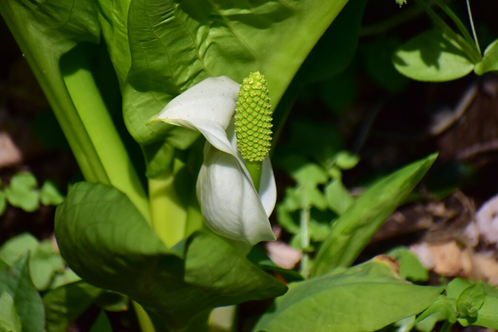 川崎市　たちばなふれあいの森で　水芭蕉開花　４