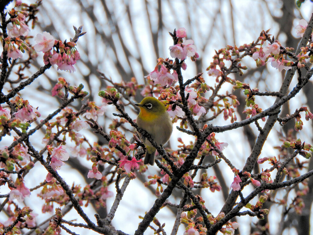 寒桜 （かんざくら）にサクジロー　1/2