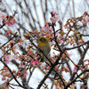 寒桜 （かんざくら）にサクジロー　1/2