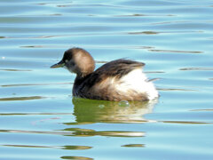 カイツブリ　3/4
