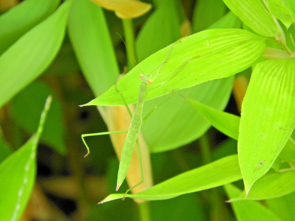蟷螂さんと遊んだ(∩.∩）７