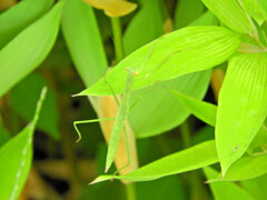 蟷螂さんと遊んだ(∩.∩）７
