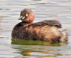 カイツブリ　３