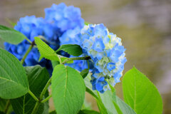 紫陽花　４