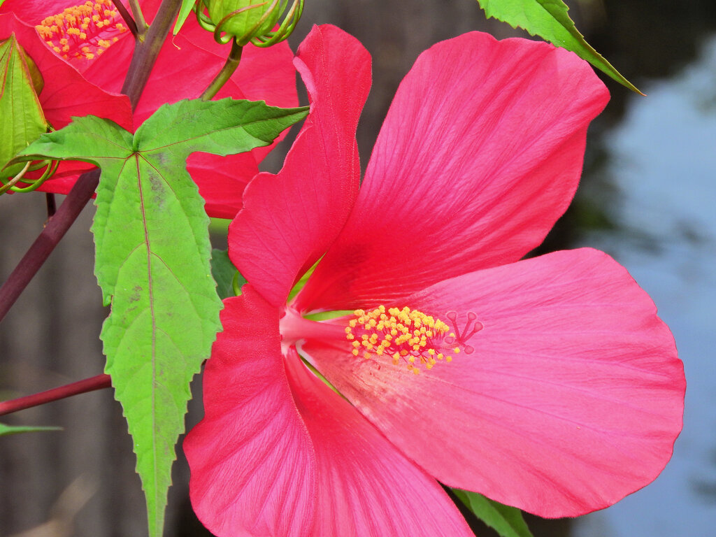 タイタンビカス　４