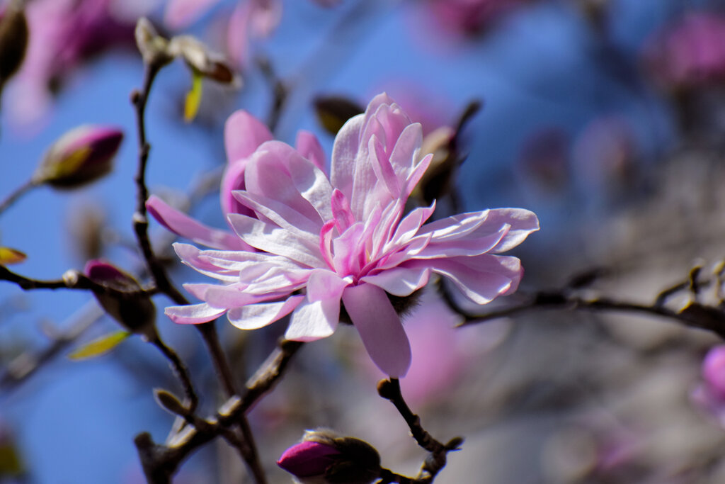 シデコブシ（四手辛夷、幣辛夷、四手拳）【ヒメコブシ（姫辛夷）】８