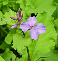 紫花菜（むらさきはなな）　５