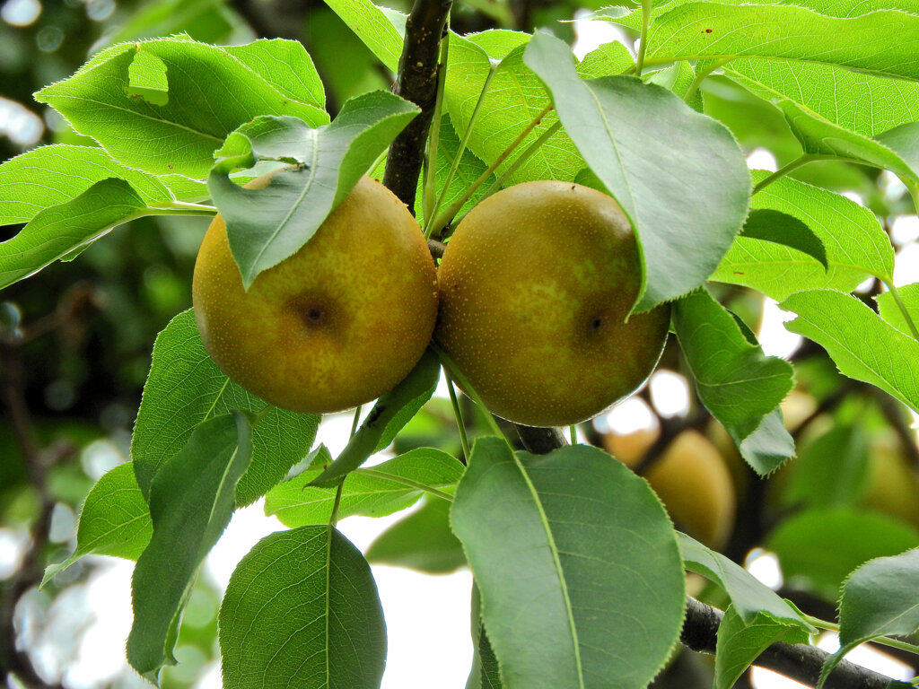 ニホンヤマナシ（日本山梨）の実　１