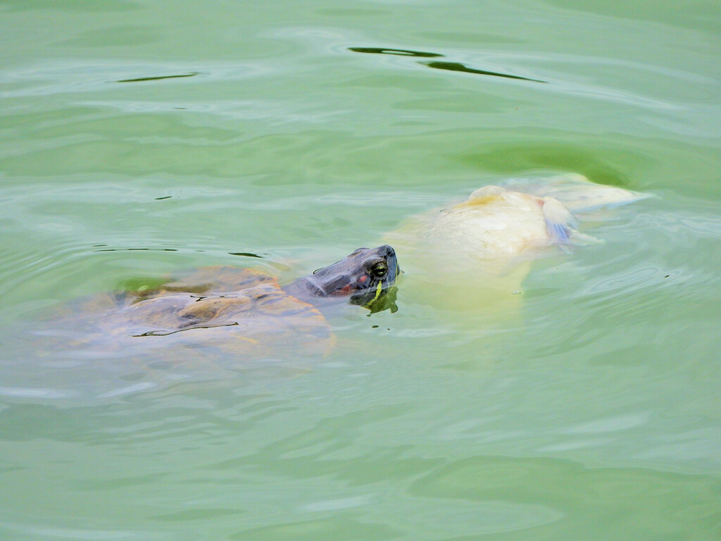 等々力緑地公園・・釣り堀池で亀さんお魚を食べる４