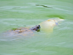 等々力緑地公園・・釣り堀池で亀さんお魚を食べる４