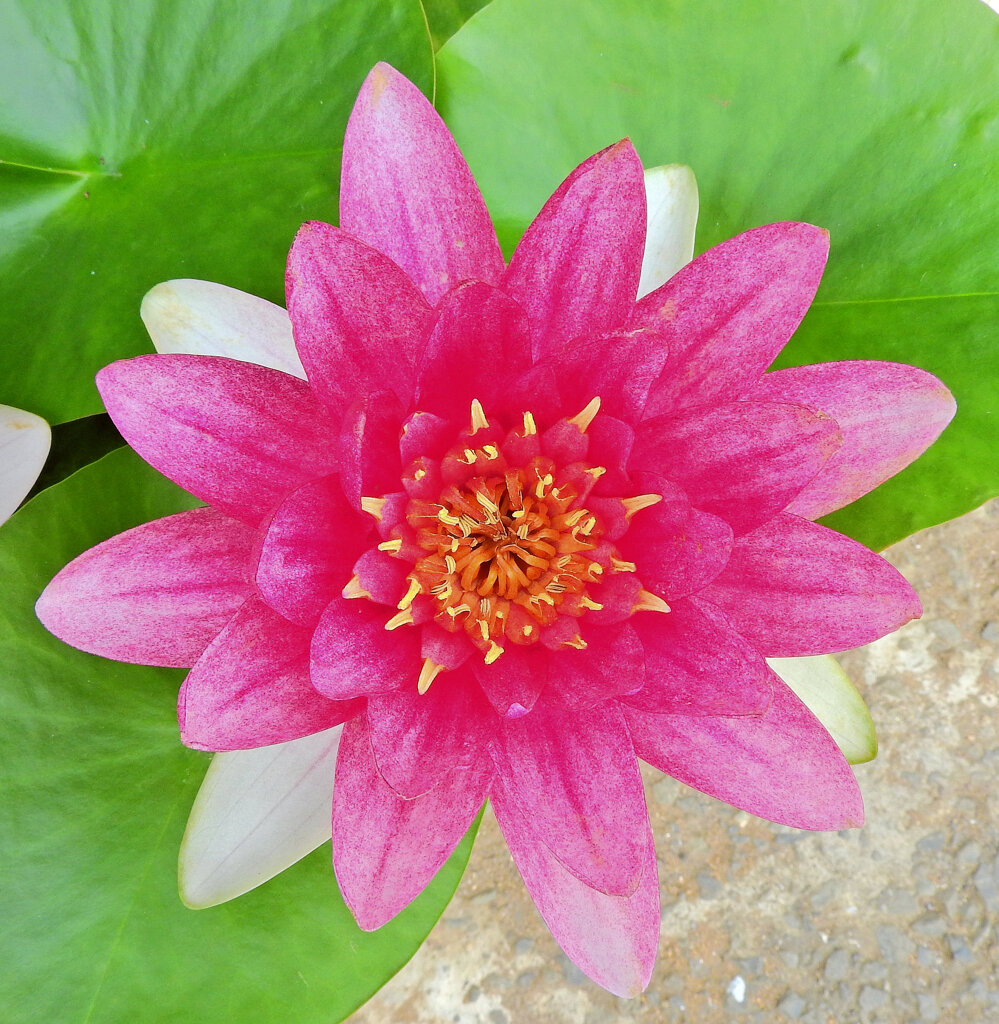 民家の瓶で睡蓮　花　７
