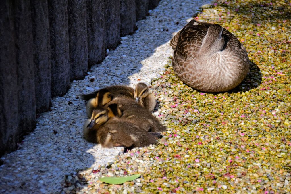 3月1日生まれのｶﾙｶﾞﾓの雛ちゃんは4羽に減りました５
