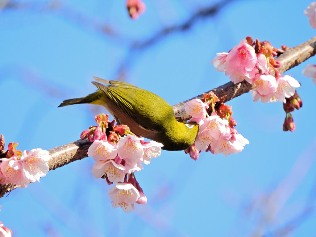 寒桜にサクジロー　２４