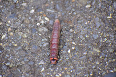 この幼虫は何者？　3/3