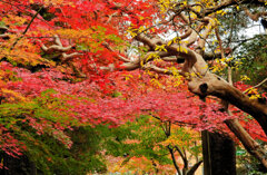 年末の大掃除　撮り溜め紅葉放出　１３