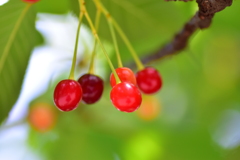 河津桜の実　４