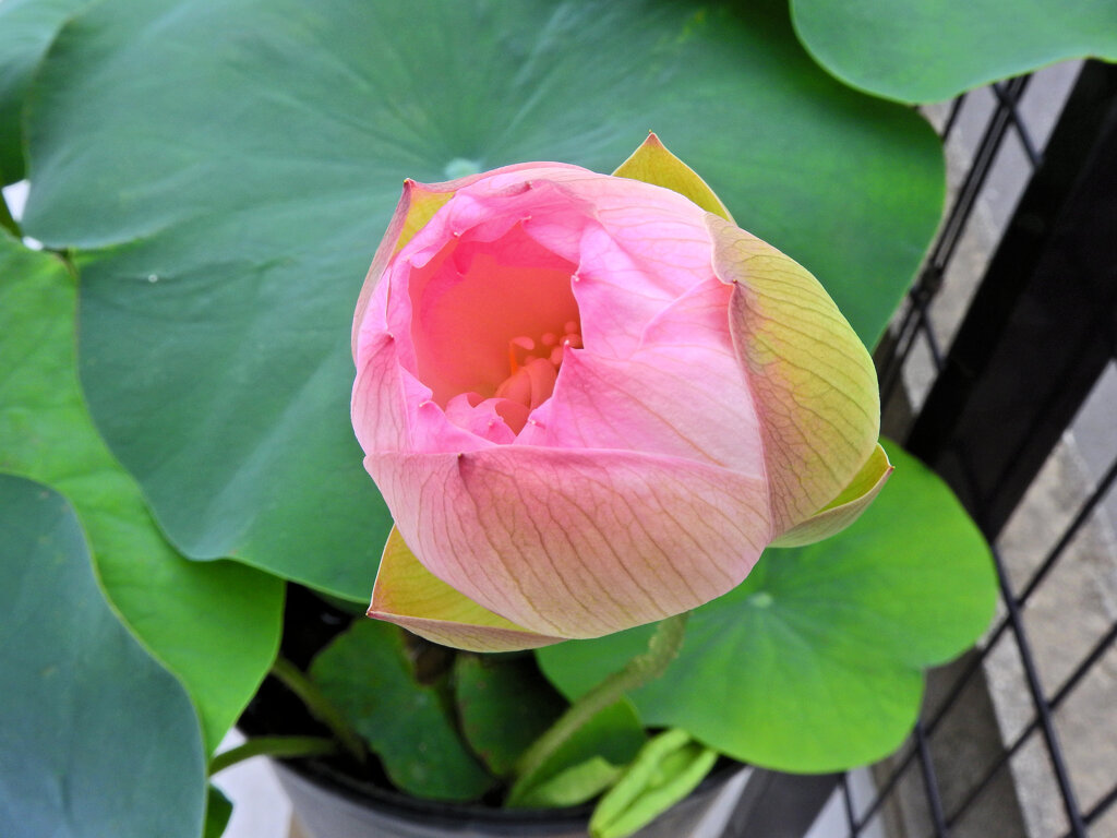 溝ノ口　大蓮寺　蓮の花　５