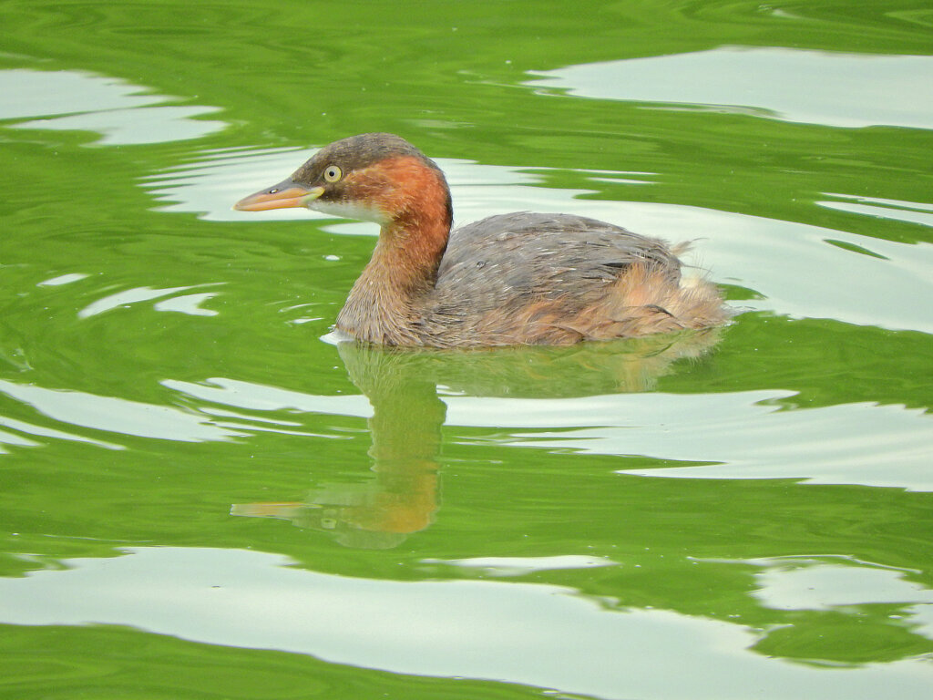 等々力緑地公園・・釣り堀池で　カイツブリ　４