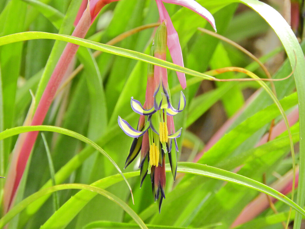 ヨウラク（瓔珞）ツツアナナス　６