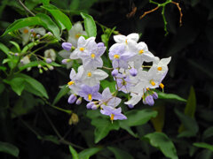 蔓花茄子 （つるはななす）　２