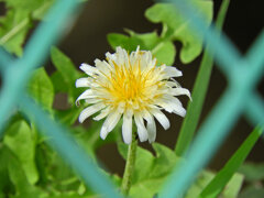 しろばな‐たんぽぽ【白花蒲公英】６