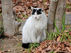 ご飯まだかにゃぁ～ん(=^☻ω☻^=)・・待ち人来ず・・１