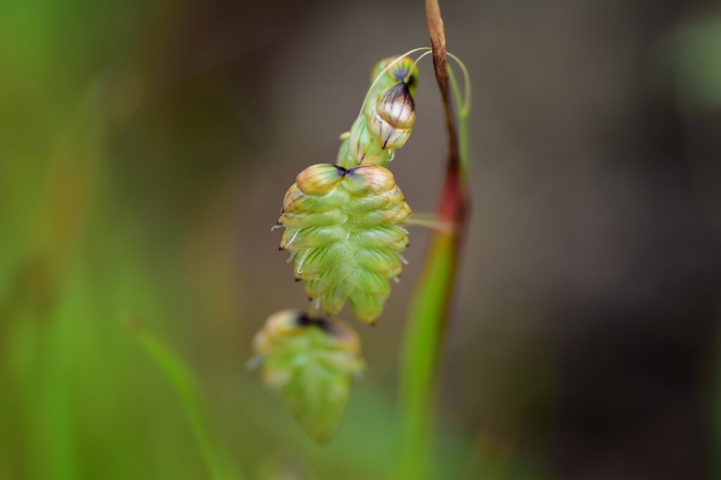 小判草 （こばんそう）６