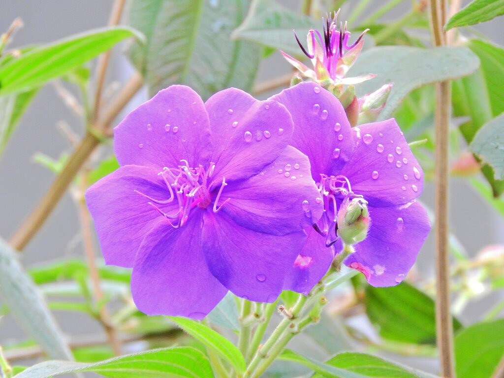 紫紺野牡丹　１