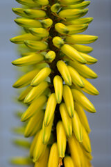 アロエ・ストリアツラ　４