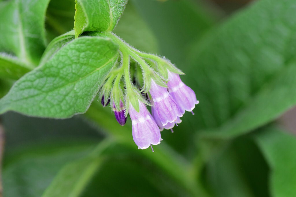 コンフリー   鰭玻璃草、領巾張草（ひれはりそう）４