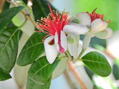 フェイジョア   (Feijoa)　４