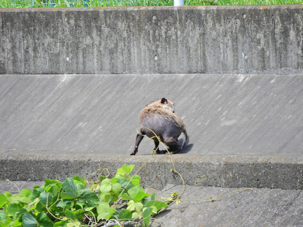 矢上川で野生の狸　１