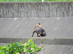 矢上川で野生の狸　１