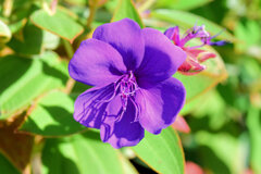 「紫紺野牡丹」　２
