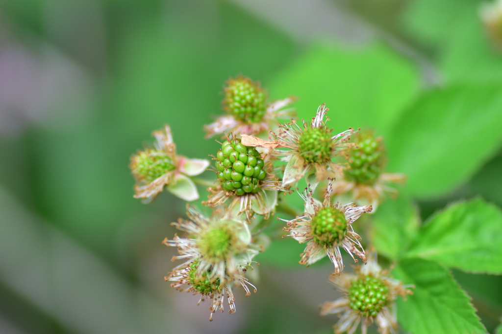 ブラックベリー　５