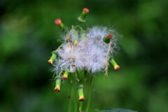 ベニバナボロギク（紅花襤褸菊）　１