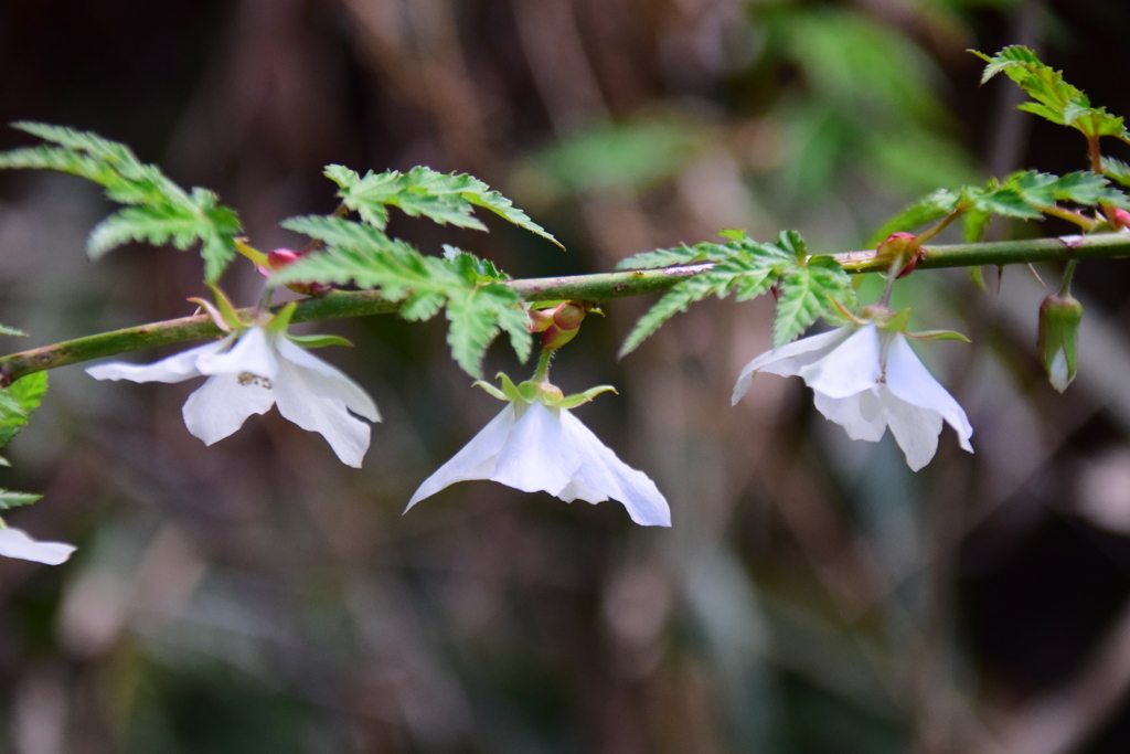 里山で　モミジイチゴの花　７