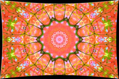 撮った紅葉で加工遊び１