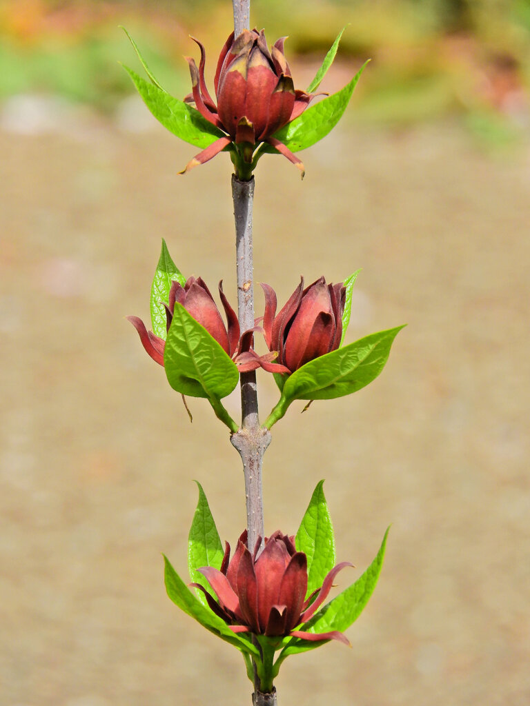 アメリカ蠟梅 （アメリカろうばい）  黒花蠟梅（くろばなろうばい）３