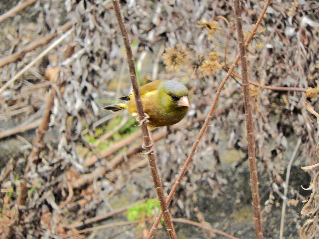 久々のカワラヒワさん　３