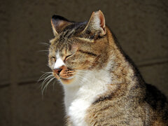 我が輩は猫である　４