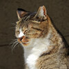 我が輩は猫である　４
