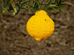 この柑橘類のお名前は？　3/4