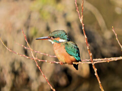 カワセミ　さん　１０