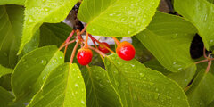 雨上がりの河津桜の実　1/4