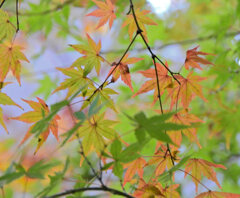 等々力緑地公園の紅葉が色付き始めました　６