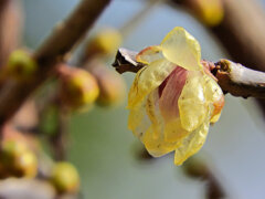 里山で蝋梅が開花　３