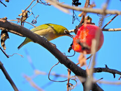 メジロさんは熟柿に夢中　１