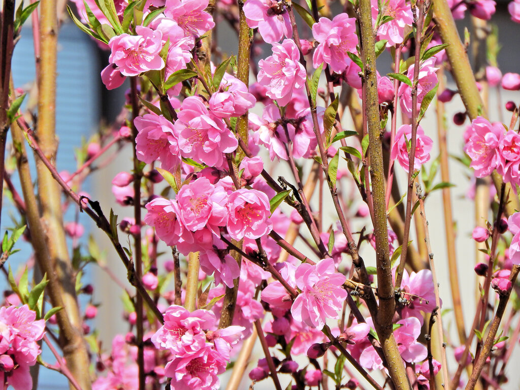 雛祭りに桃の花　４